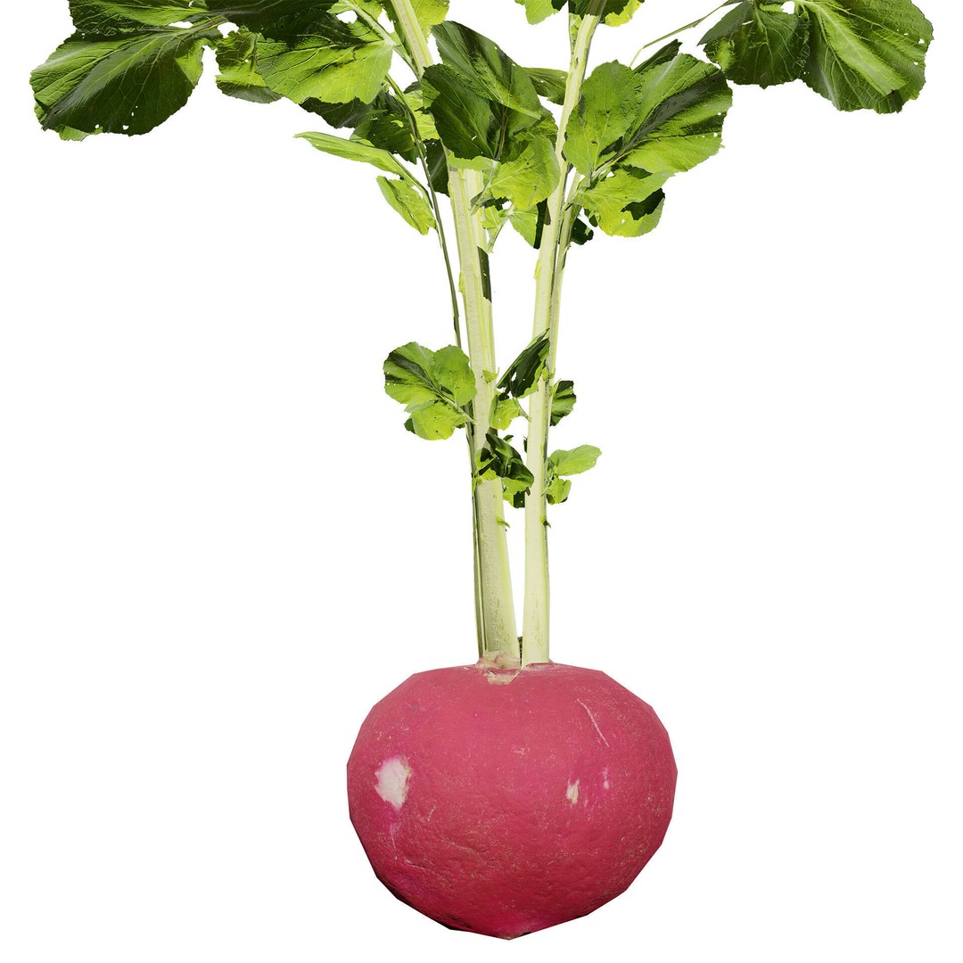 Vegetable Plant 3D Model – Low Poly Game Ready Asset, FBX, PBR - View 39