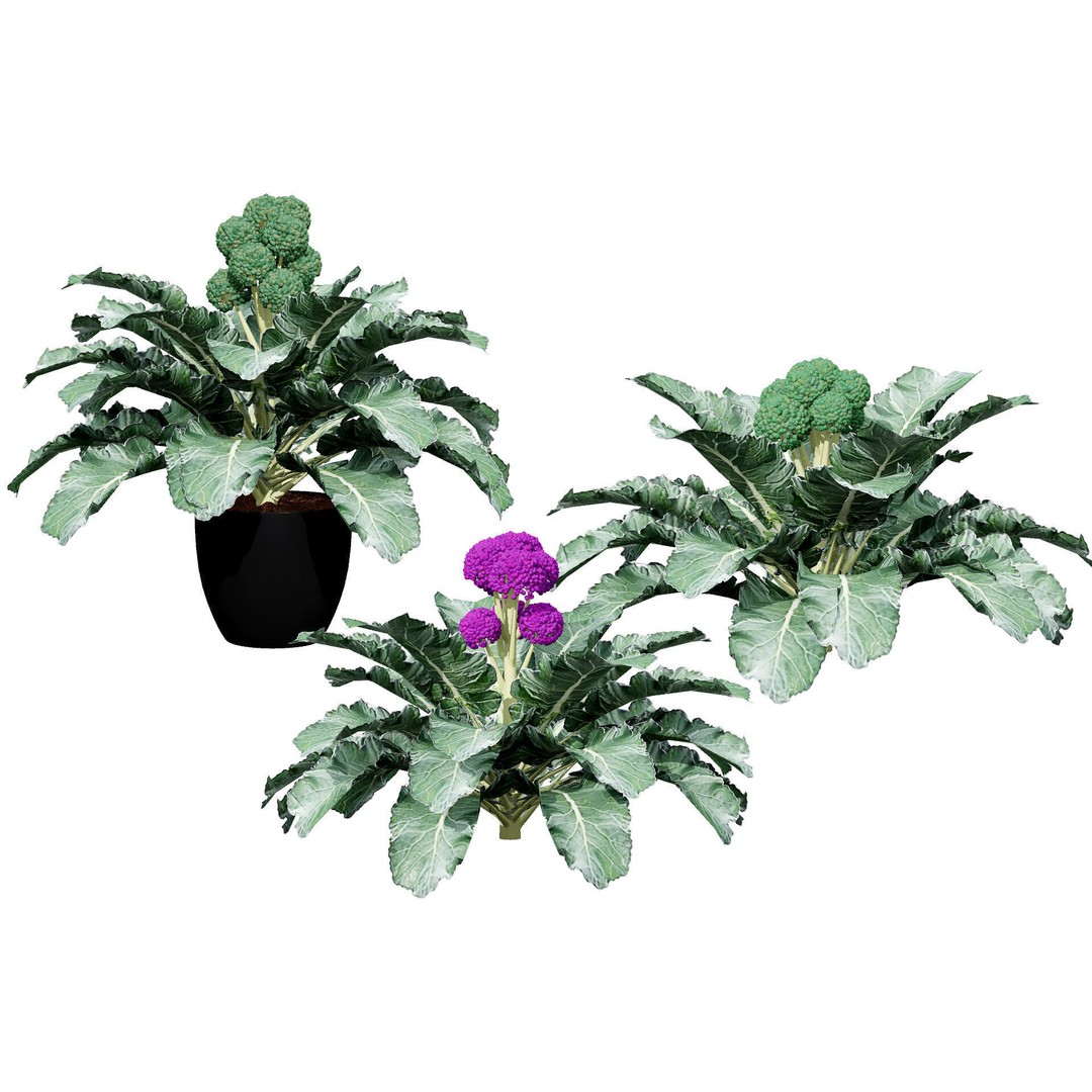 Vegetable Plant 3D Model – Low Poly Game Ready Asset, FBX, PBR - View 4