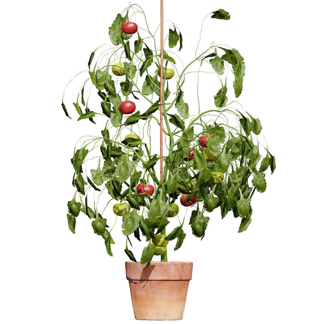 Vegetable Plant 3D Model – Low Poly Game Ready Asset, FBX, PBR - View 46