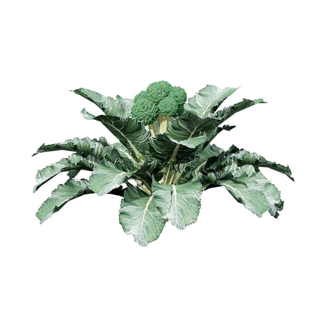 Vegetable Plant 3D Model – Low Poly Game Ready Asset, FBX, PBR - View 5