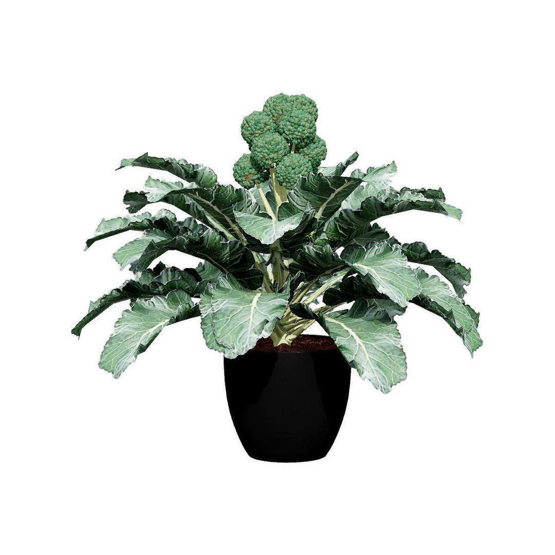 Vegetable Plant 3D Model – Low Poly Game Ready Asset, FBX, PBR - View 7