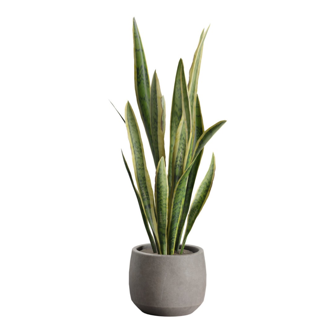 Indoor Plants 3D Model – Exotic Potted Plants Pack, FBX, Blender - View 11
