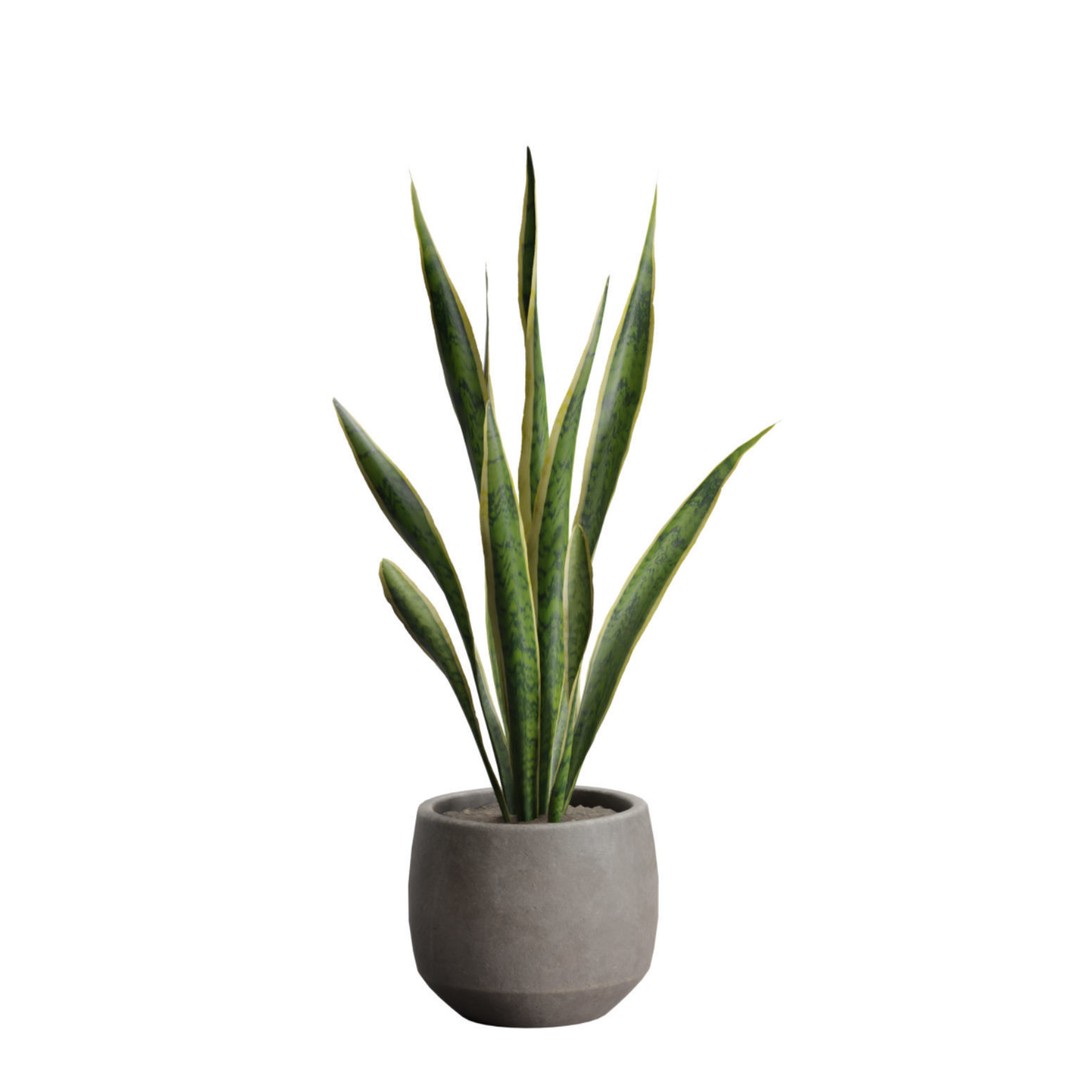 Indoor Plants 3D Model – Exotic Potted Plants Pack, FBX, Blender - View 13