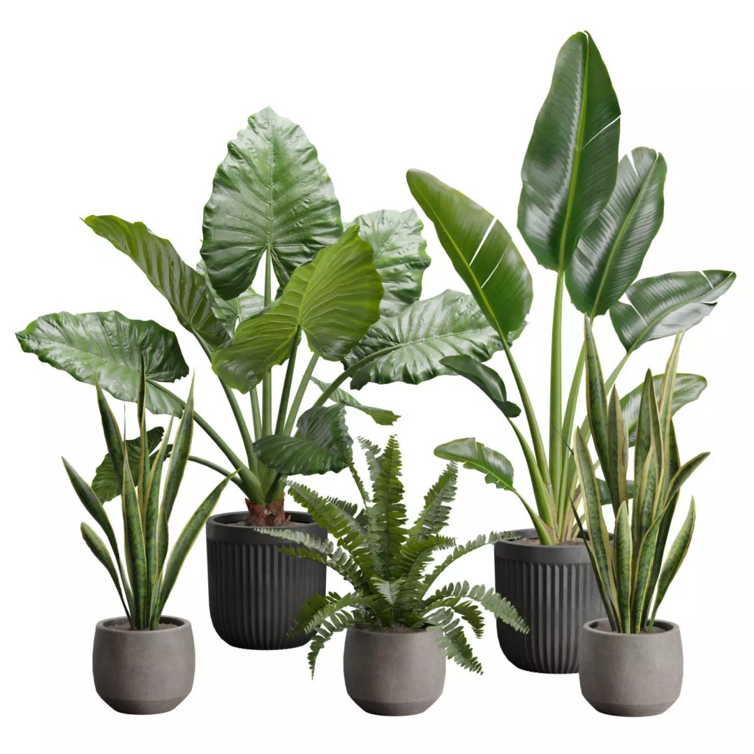 Indoor Plants 3D Model – Exotic Potted Plants Pack, FBX, Blender - View 2