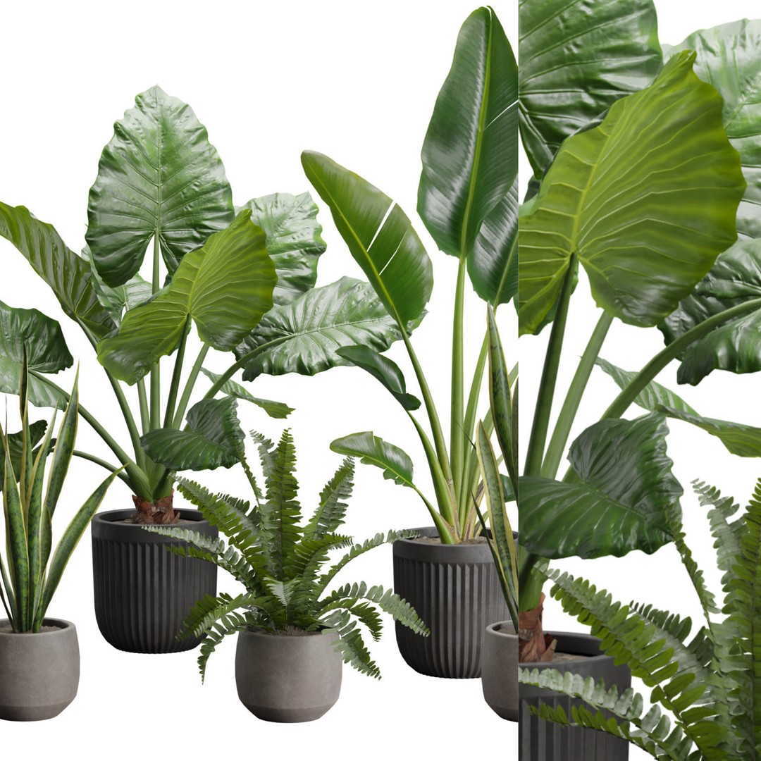 Indoor Plants 3D Model – Exotic Potted Plants Pack, FBX, Blender - View 3