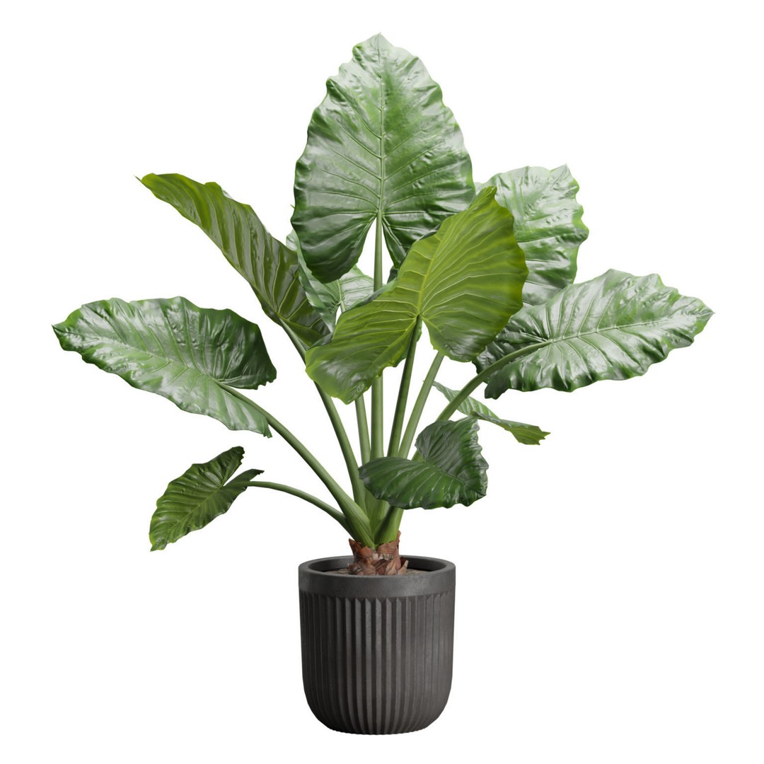 Indoor Plants 3D Model – Exotic Potted Plants Pack, FBX, Blender - View 5