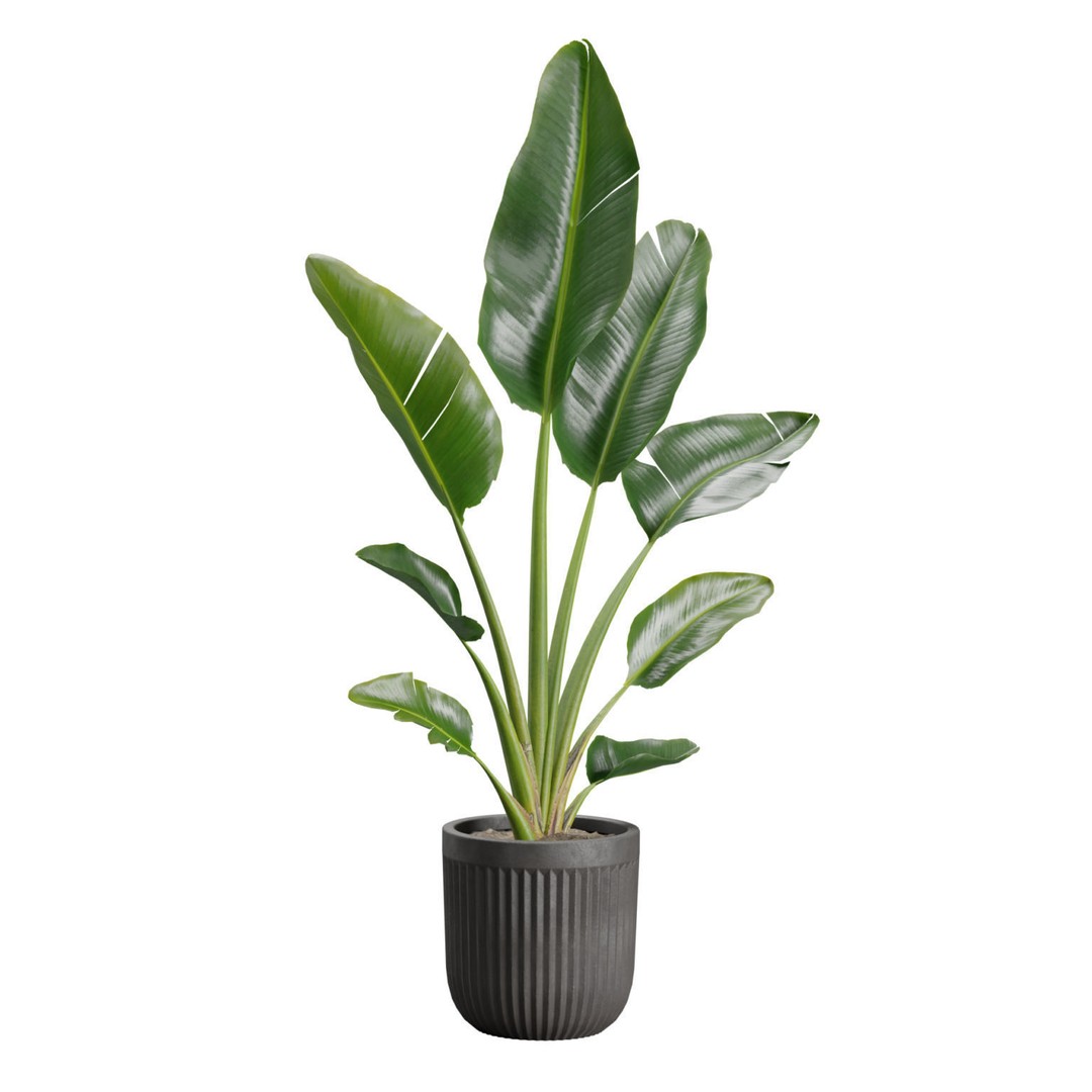 Indoor Plants 3D Model – Exotic Potted Plants Pack, FBX, Blender - View 7