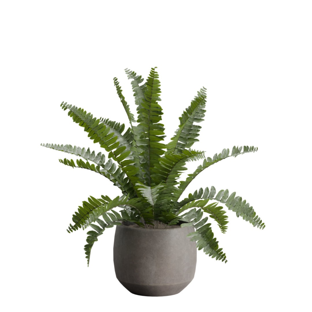 Indoor Plants 3D Model – Exotic Potted Plants Pack, FBX, Blender - View 9
