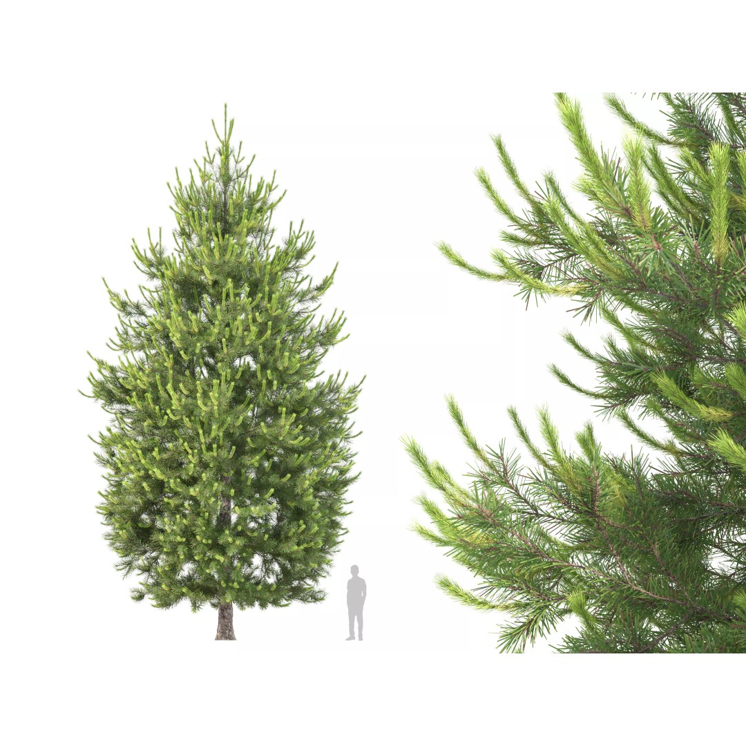 Pinus Nigra 3D Model – High Poly Conifer Tree, FBX & More - View 2