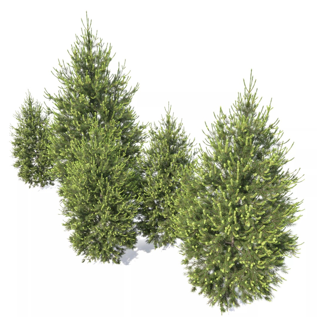 Pinus Nigra 3D Model – High Poly Conifer Tree, FBX & More - View 3