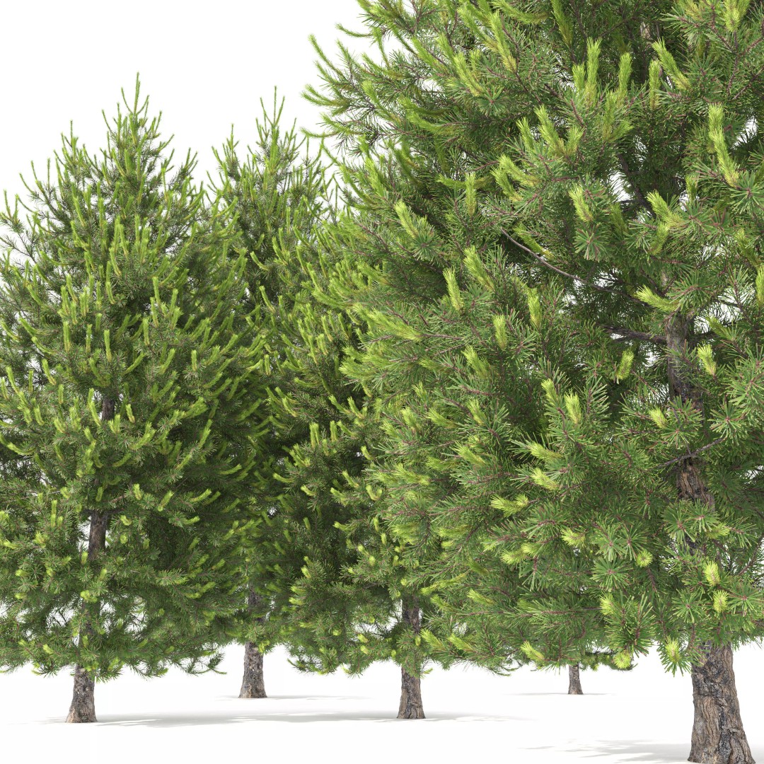 Pinus Nigra 3D Model – High Poly Conifer Tree, FBX & More - View 4