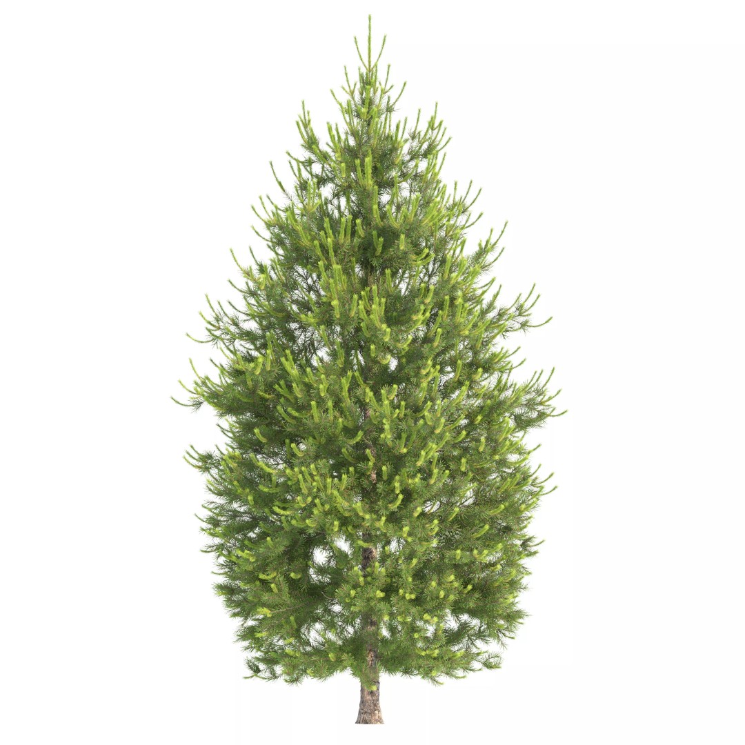 Pinus Nigra 3D Model – High Poly Conifer Tree, FBX & More - View 5