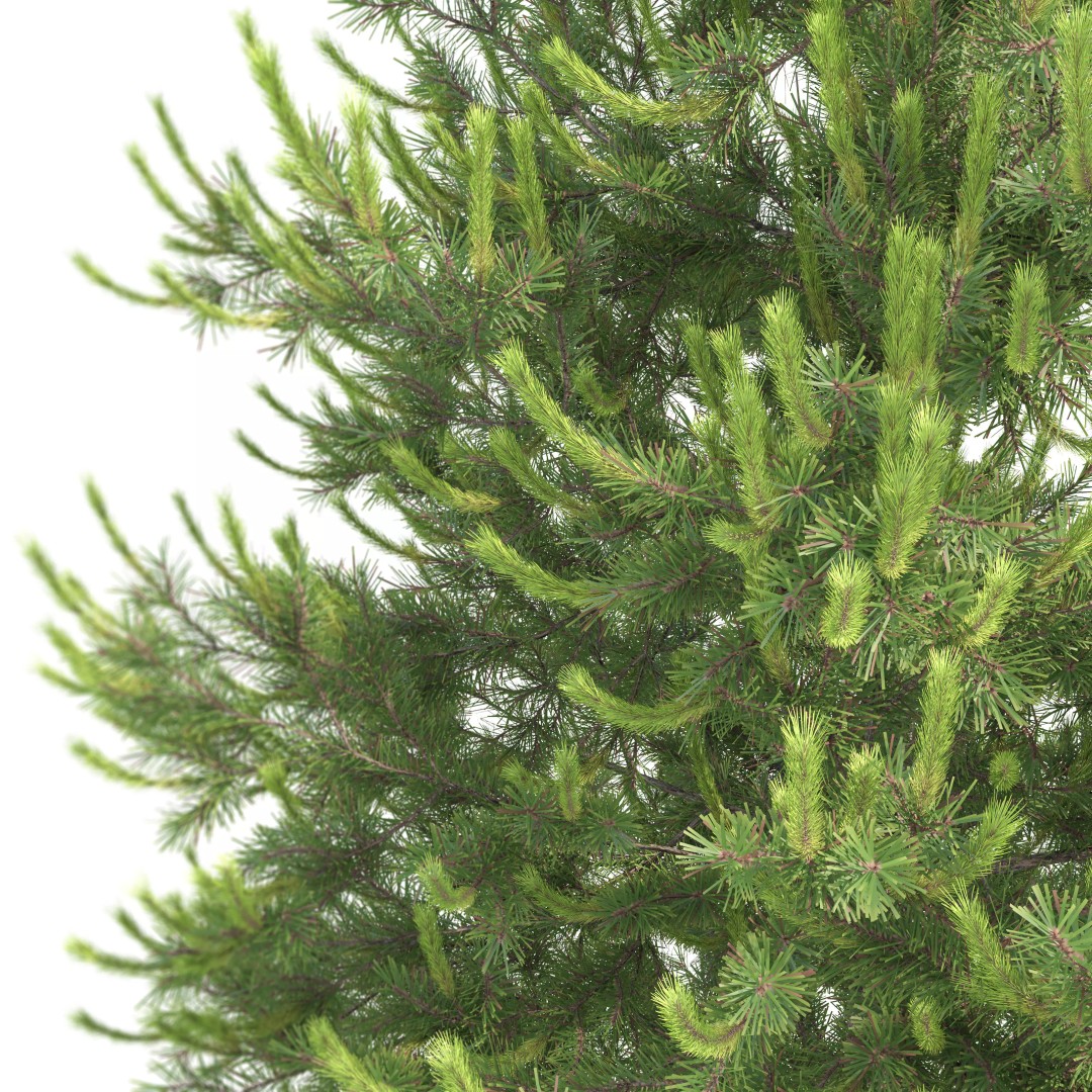 Pinus Nigra 3D Model – High Poly Conifer Tree, FBX & More - View 6