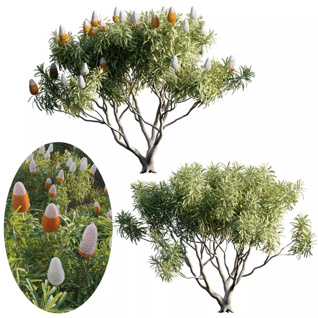 Banksia Prionotes 3D Model – PBR Plant Asset, FBX & More - View 2