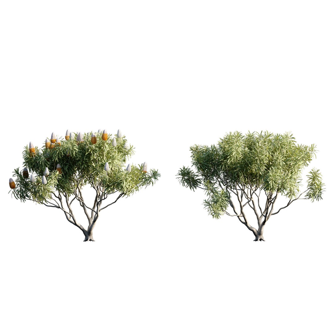 Banksia Prionotes 3D Model – PBR Plant Asset, FBX & More - View 3