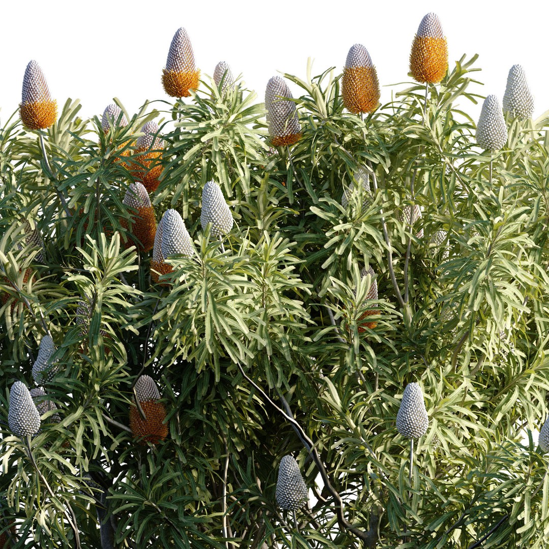 Banksia Prionotes 3D Model – PBR Plant Asset, FBX & More - View 4