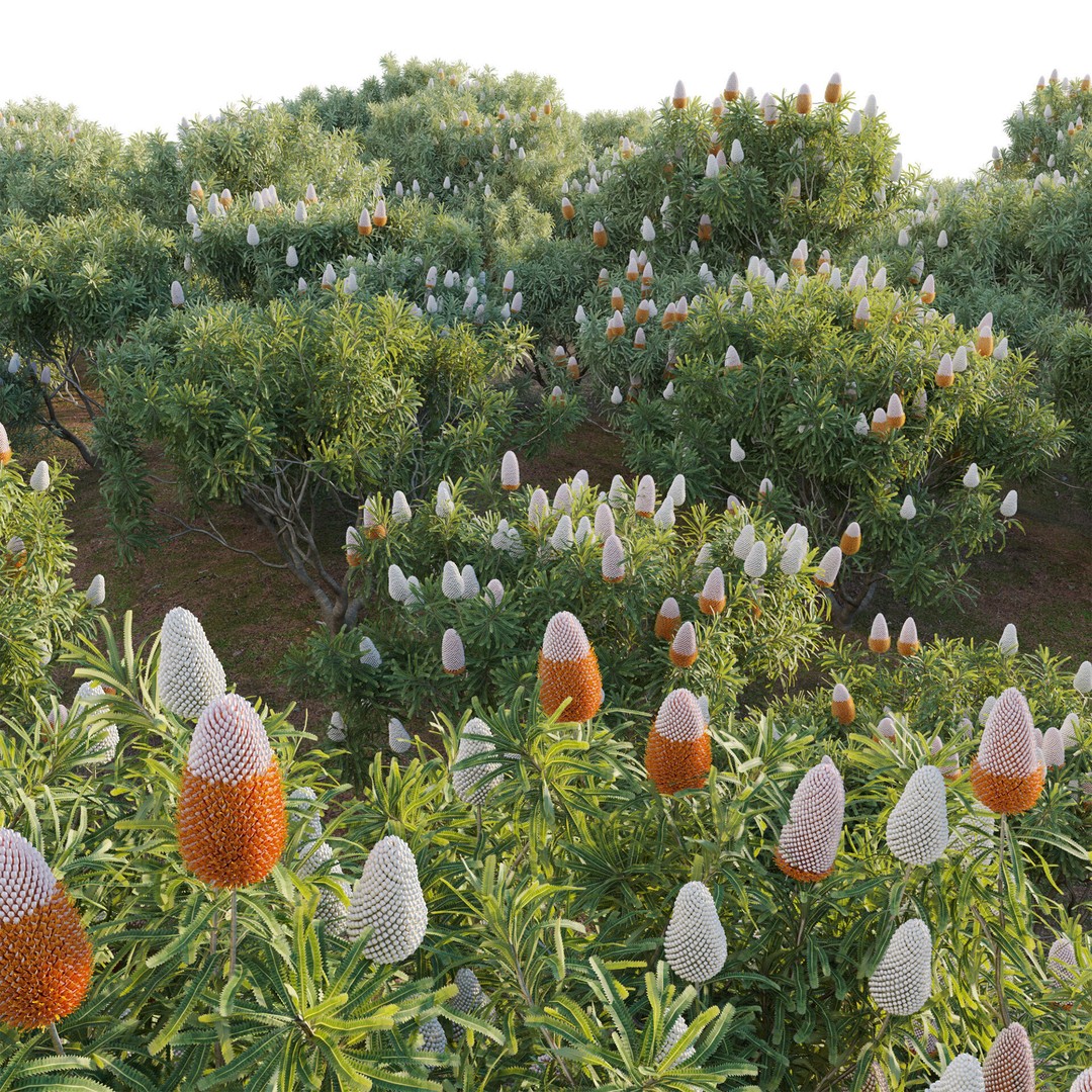 Banksia Prionotes 3D Model – PBR Plant Asset, FBX & More - View 5