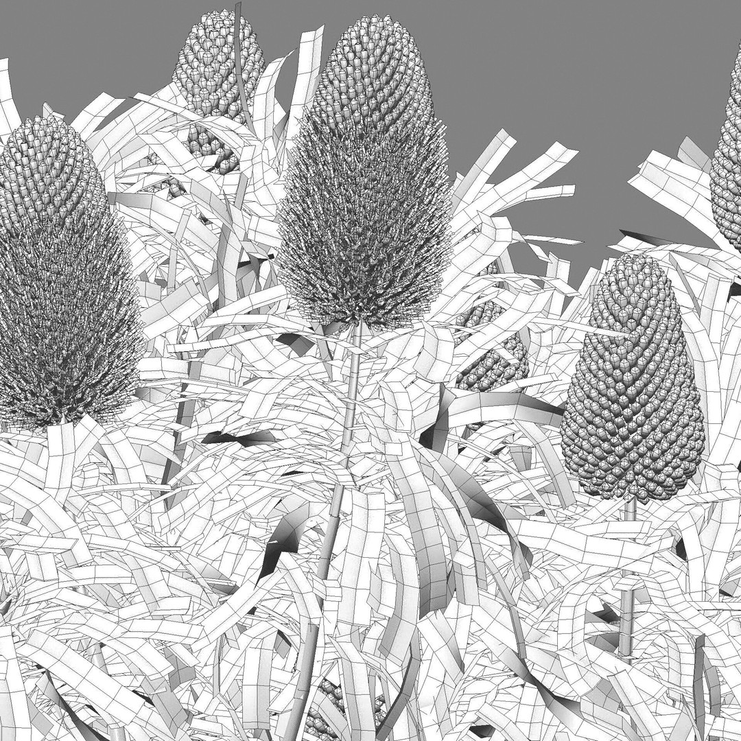Banksia Prionotes 3D Model – PBR Plant Asset, FBX & More - View 6