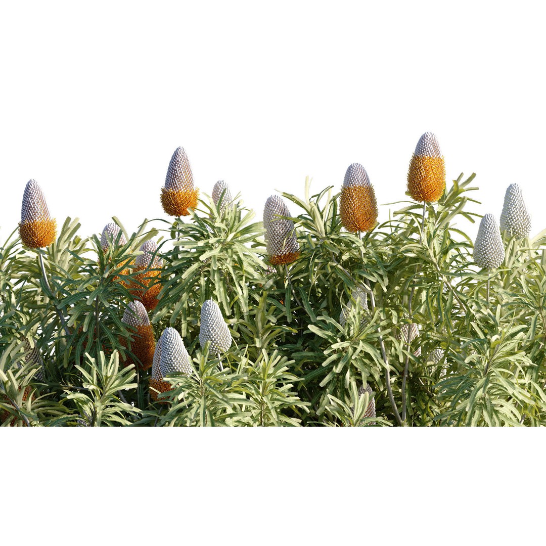 Banksia Prionotes 3D Model – PBR Plant Asset, FBX & More - View 7