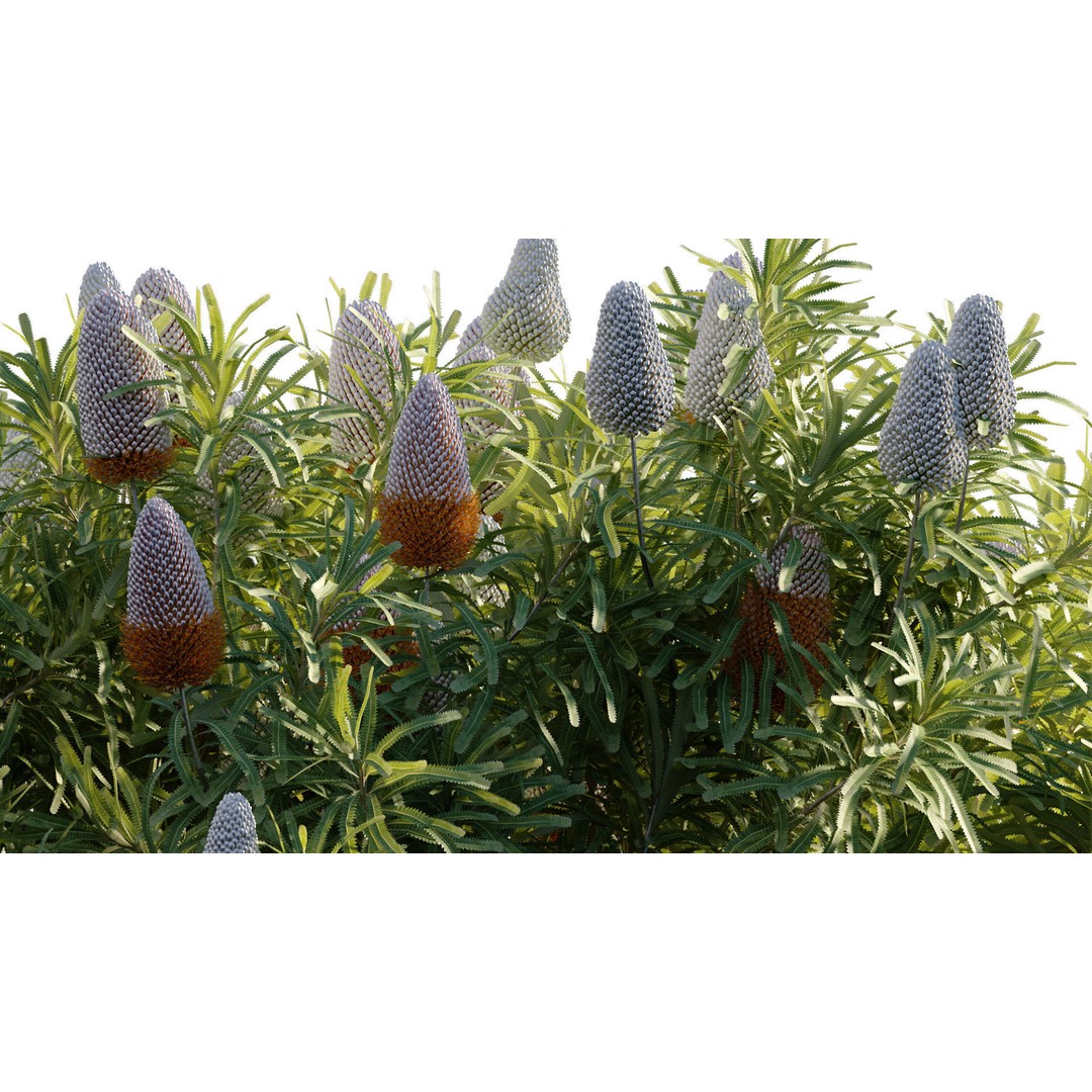 Banksia Prionotes 3D Model – PBR Plant Asset, FBX & More - View 8