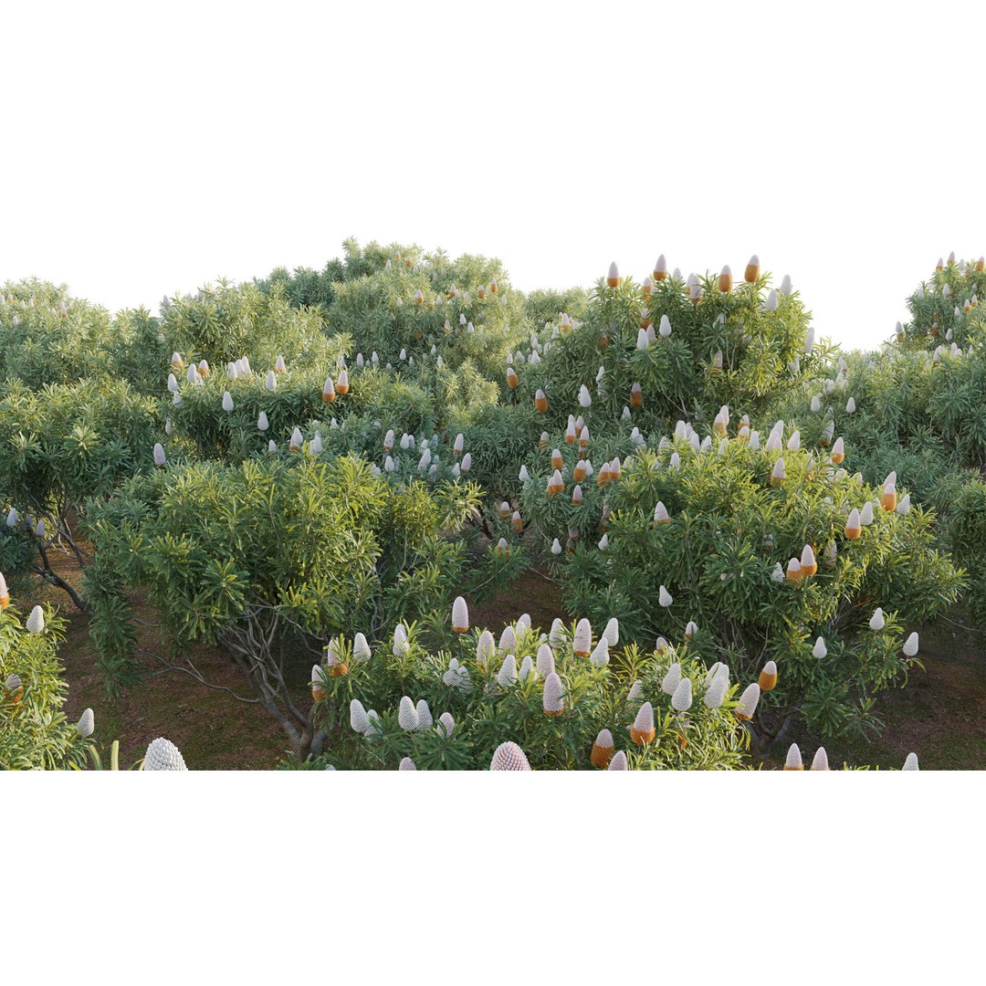 Banksia Prionotes 3D Model – PBR Plant Asset, FBX & More - View 9