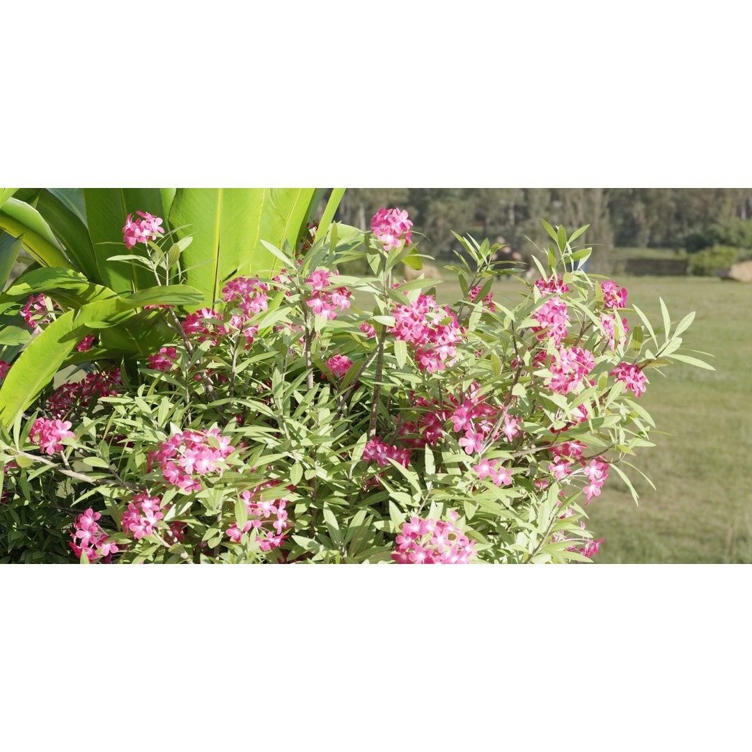 Outdoor Garden Plants Collection 3D Model – Blender, PBR Textures, Game Ready - View 3