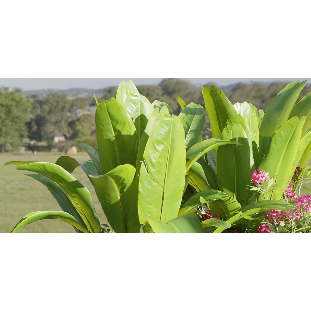 Outdoor Garden Plants Collection 3D Model – Blender, PBR Textures, Game Ready - View 4
