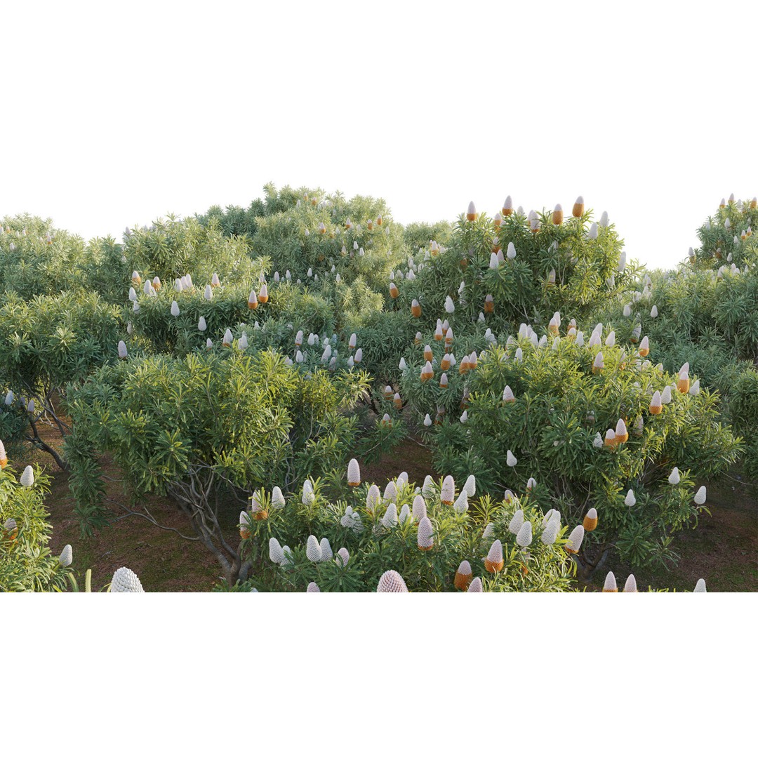Banksia Prionotes 3D Model – PBR Game-Ready Plant Asset, FBX - View 10