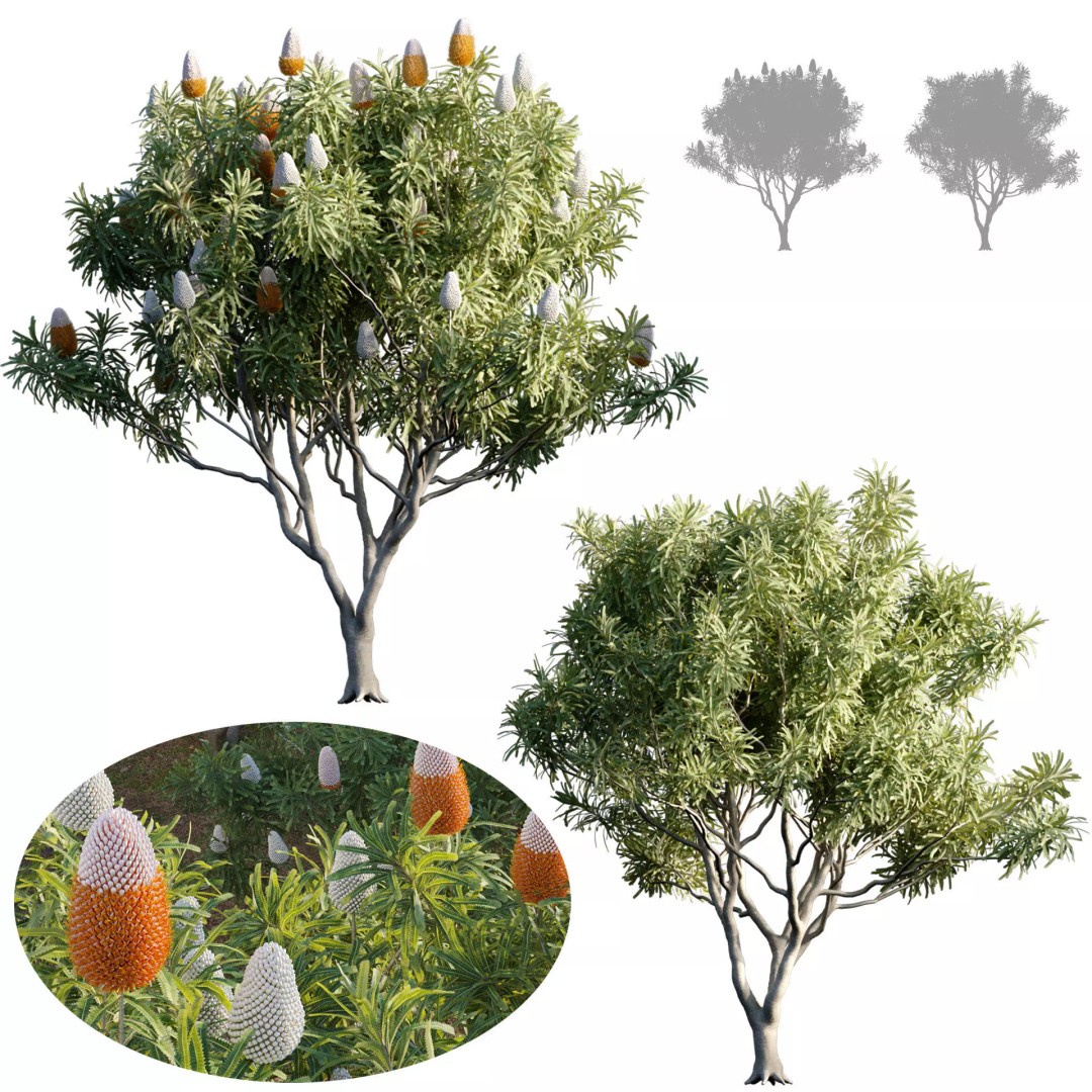 Banksia Prionotes 3D Model – PBR Game-Ready Plant Asset, FBX - View 2