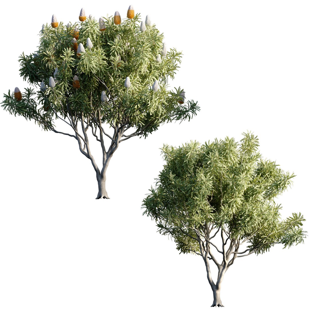 Banksia Prionotes 3D Model – PBR Game-Ready Plant Asset, FBX - View 3
