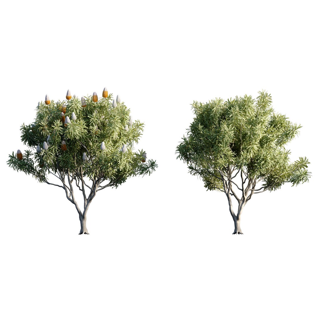 Banksia Prionotes 3D Model – PBR Game-Ready Plant Asset, FBX - View 4