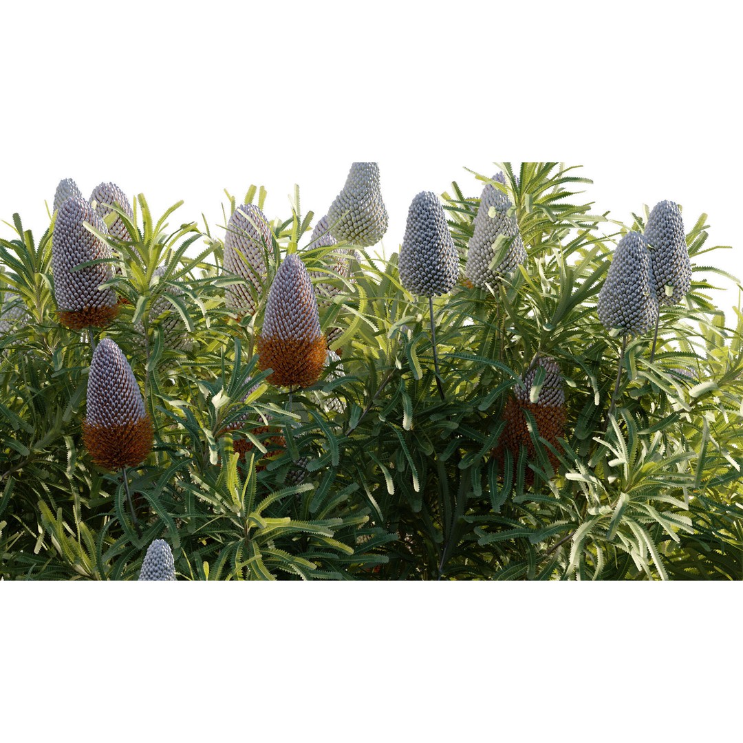 Banksia Prionotes 3D Model – PBR Game-Ready Plant Asset, FBX - View 9