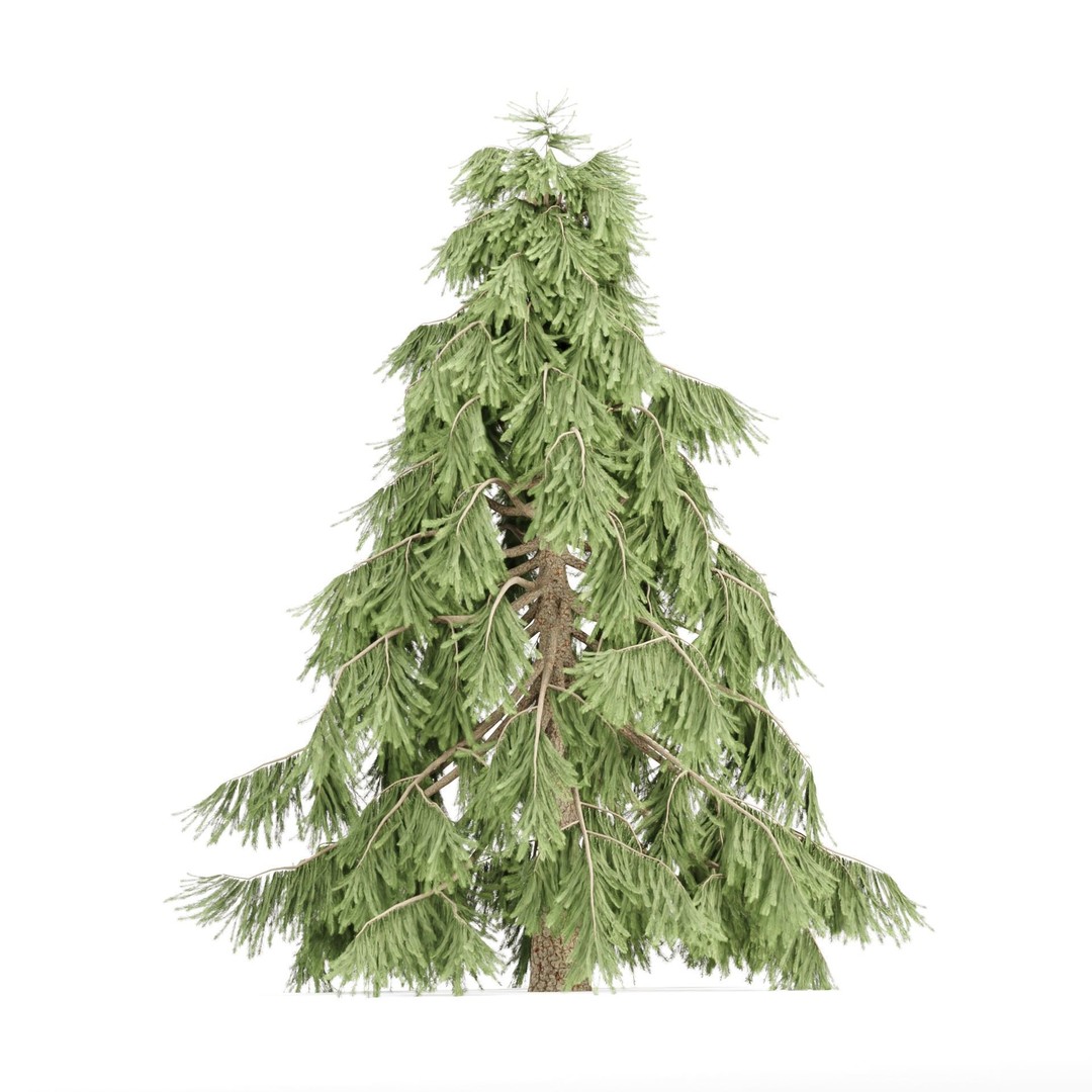 Weeping White Spruce 3D Model – Detailed Tree Asset for Blender