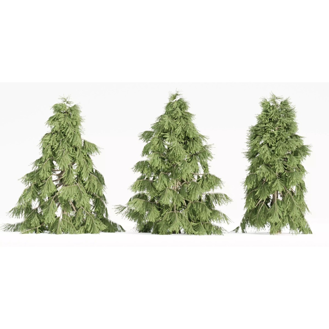 Weeping White Spruce 3D Model – Detailed Tree Asset for Blender - View 2