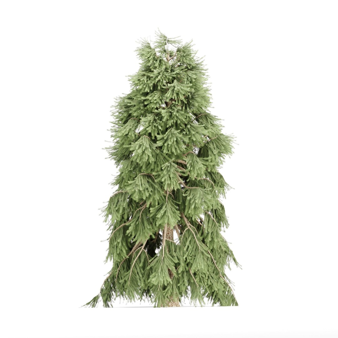 Weeping White Spruce 3D Model – Detailed Tree Asset for Blender - View 7