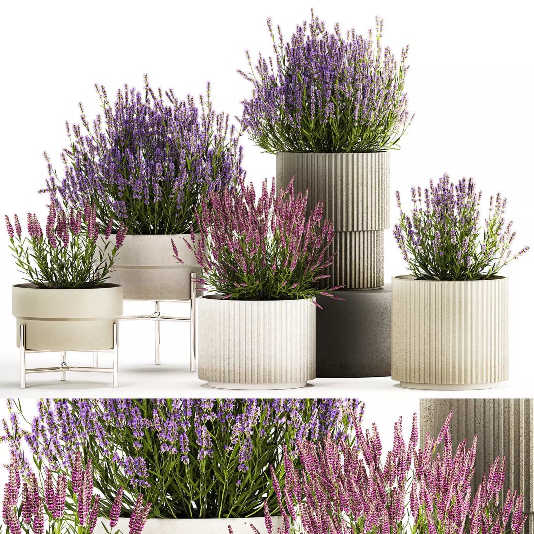Lavender and Salvia Flower Bushes 3D Model – PBR Game-Ready Asset, FBX - View 2
