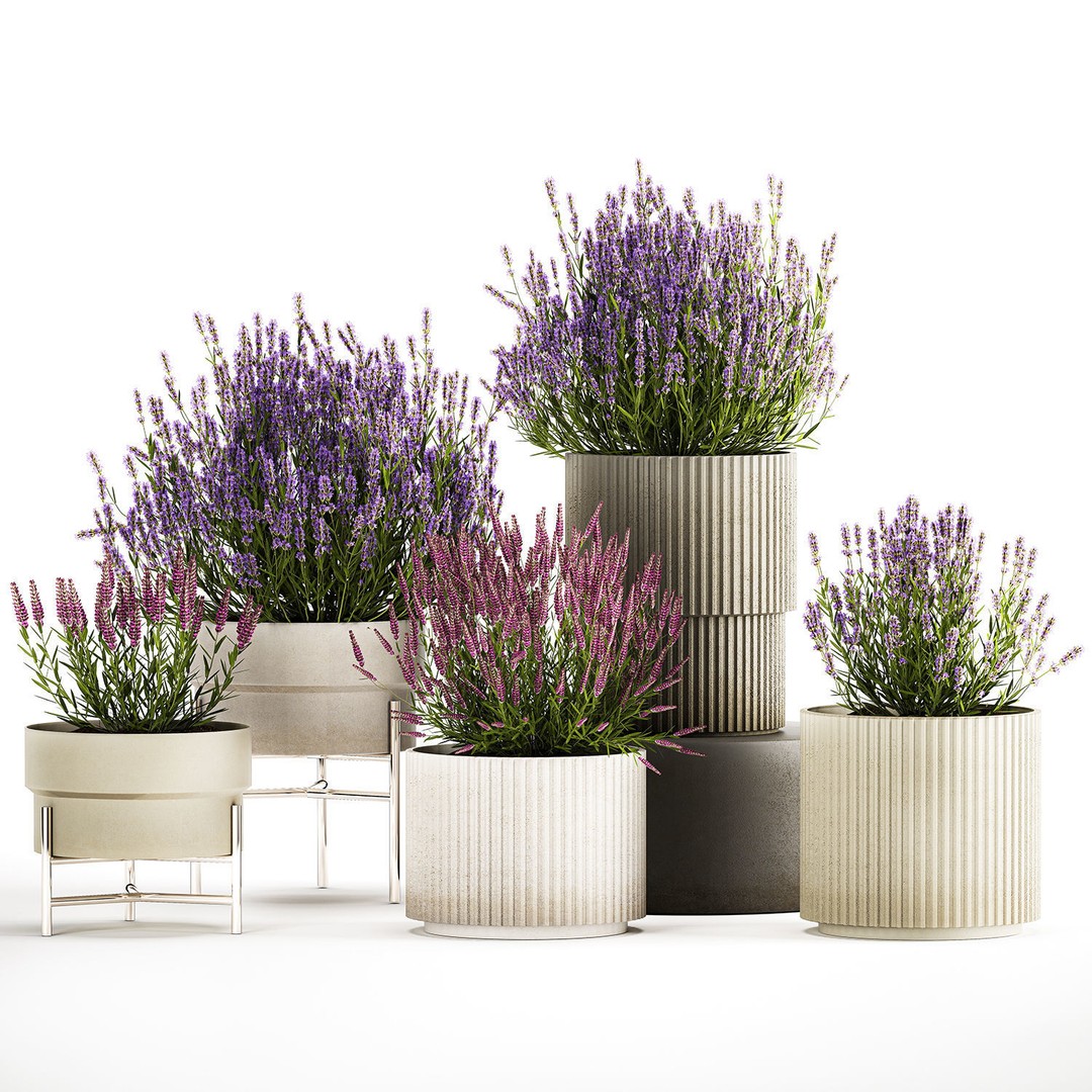 Lavender and Salvia Flower Bushes 3D Model – PBR Game-Ready Asset, FBX - View 3