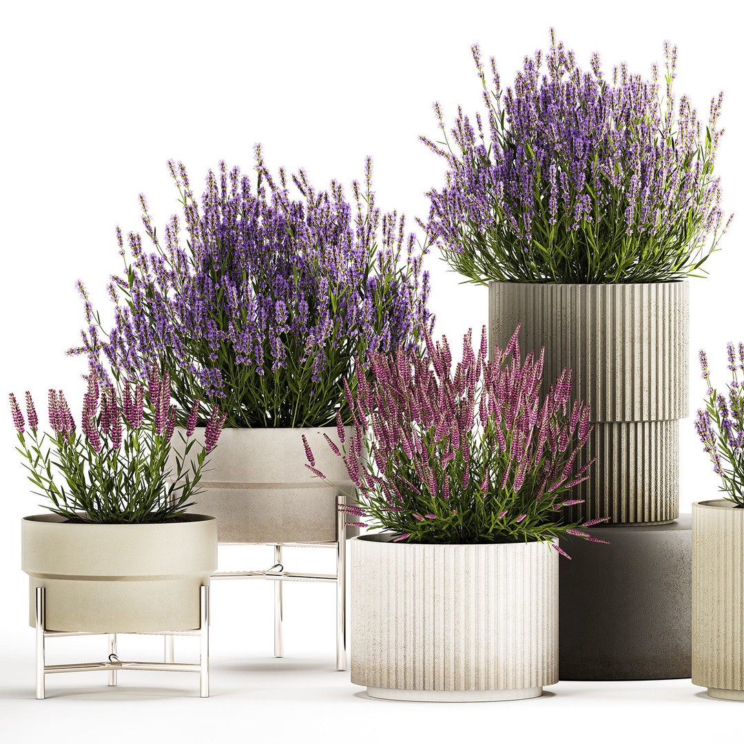 Lavender and Salvia Flower Bushes 3D Model – PBR Game-Ready Asset, FBX - View 4