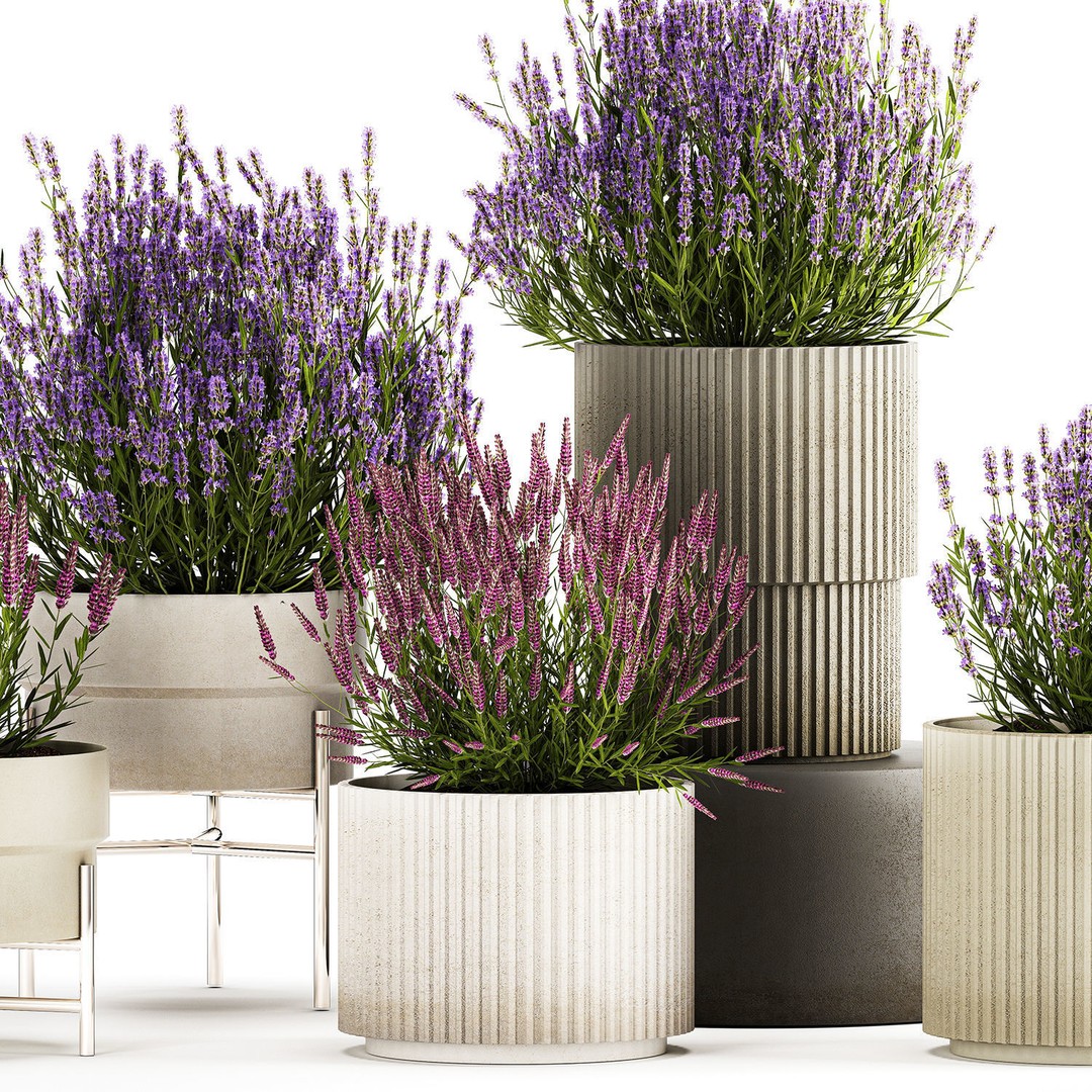 Lavender and Salvia Flower Bushes 3D Model – PBR Game-Ready Asset, FBX - View 5