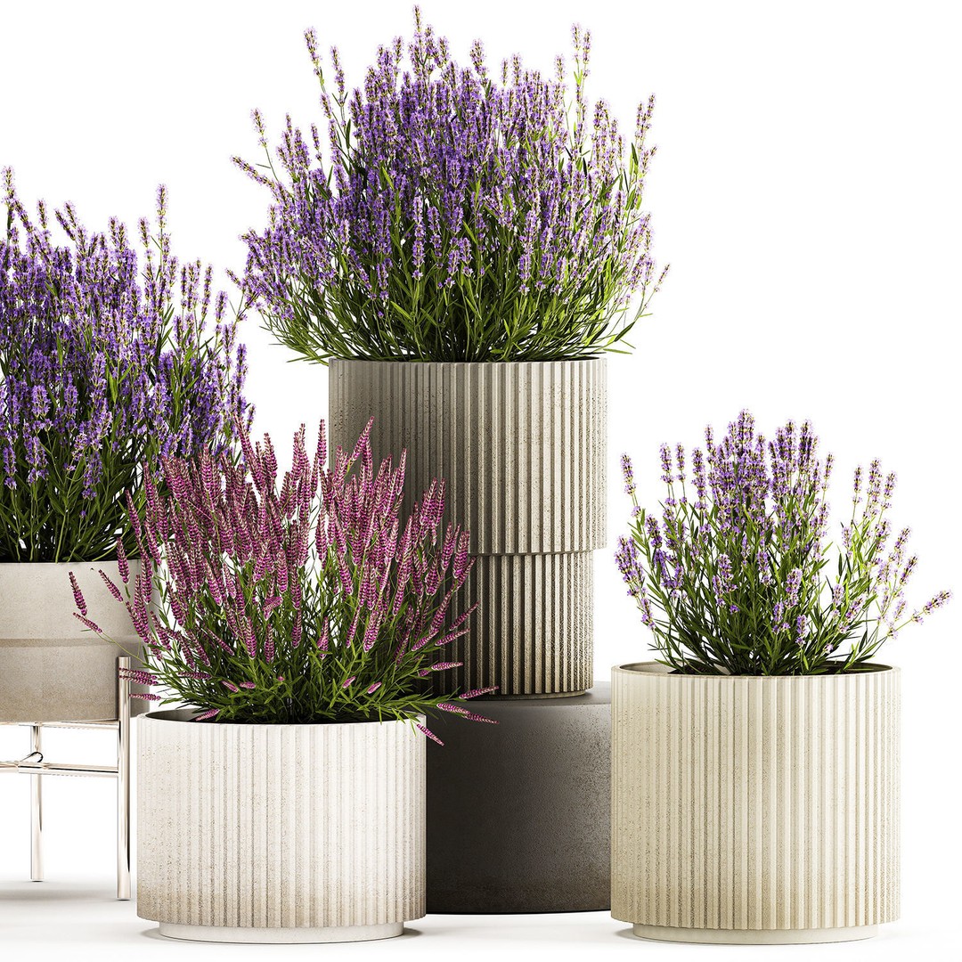 Lavender and Salvia Flower Bushes 3D Model – PBR Game-Ready Asset, FBX - View 6