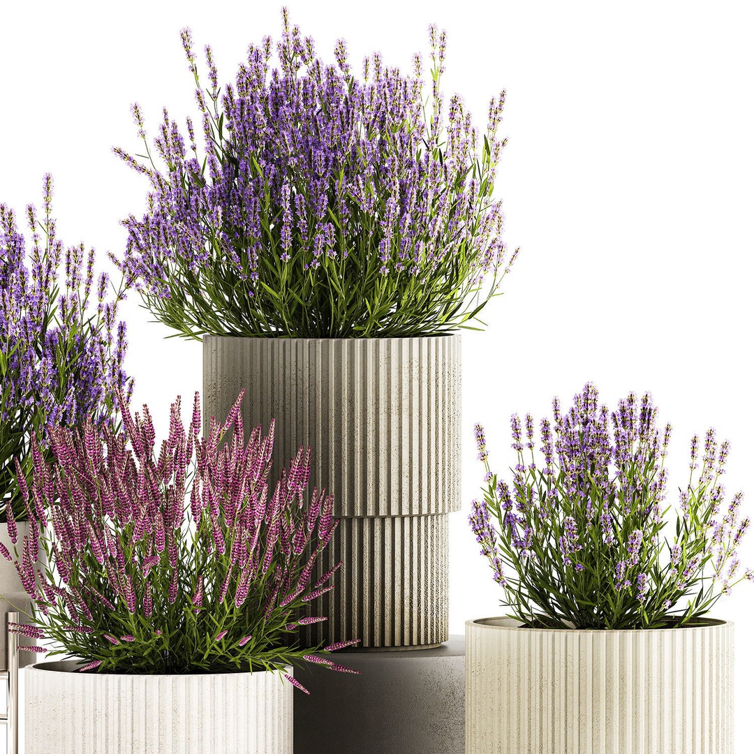 Lavender and Salvia Flower Bushes 3D Model – PBR Game-Ready Asset, FBX - View 7