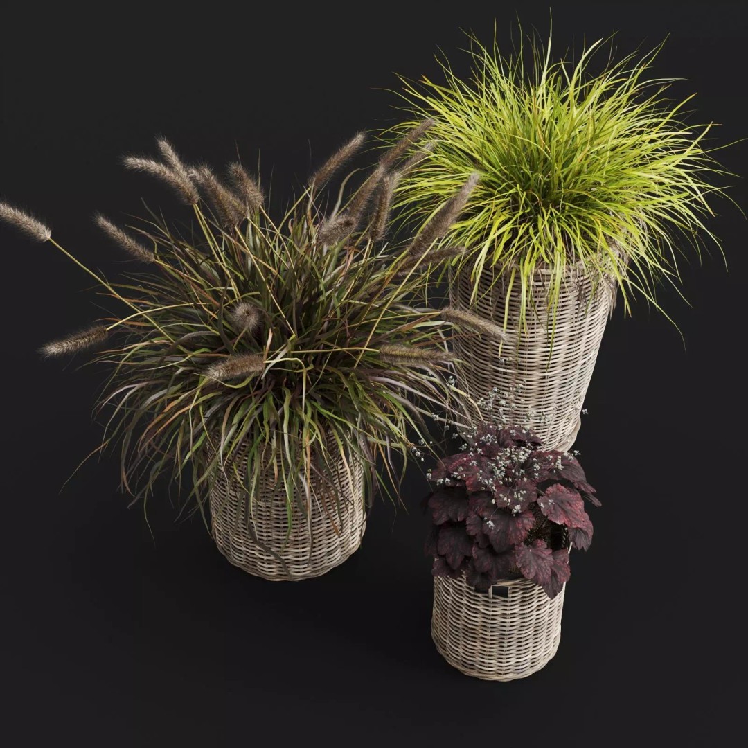 Decorative Grasses 3D Model – PBR Textured Pot Plants in Wicker Baskets - View 6