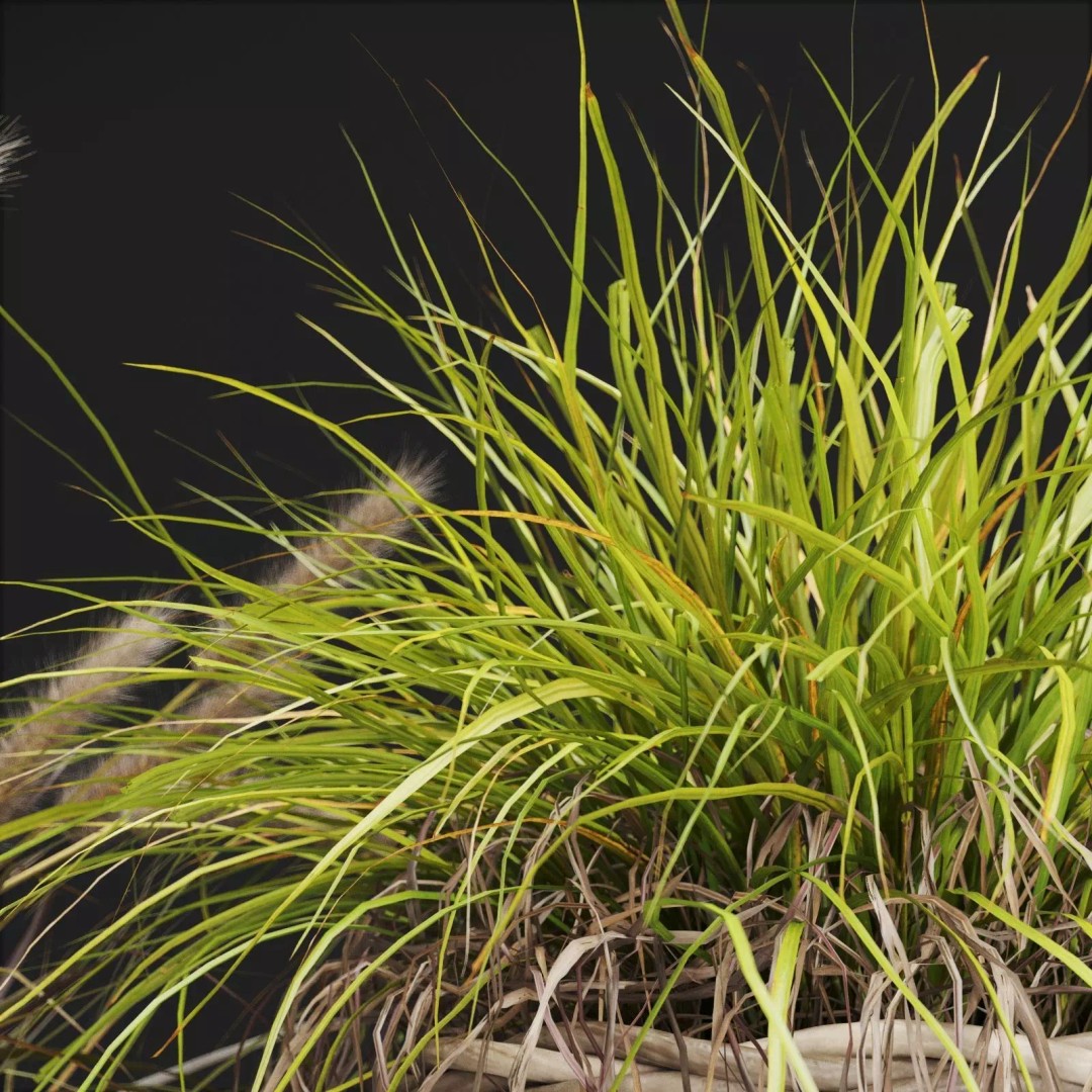 Decorative Grasses 3D Model – PBR Textured Pot Plants in Wicker Baskets - View 8