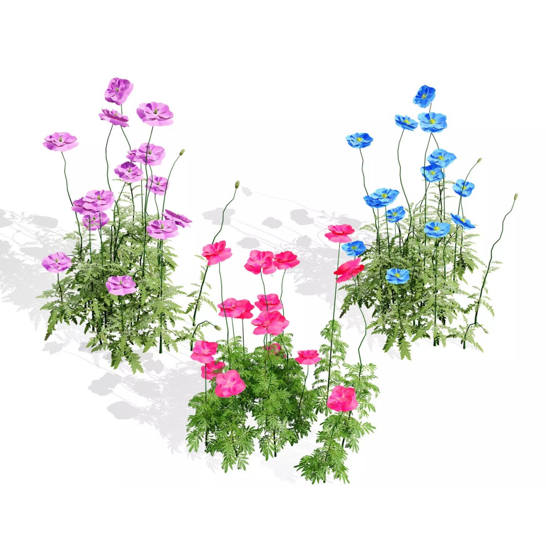 Flanders Poppy 3D Model – Low Poly Botanical Asset, FBX, PBR - View 2