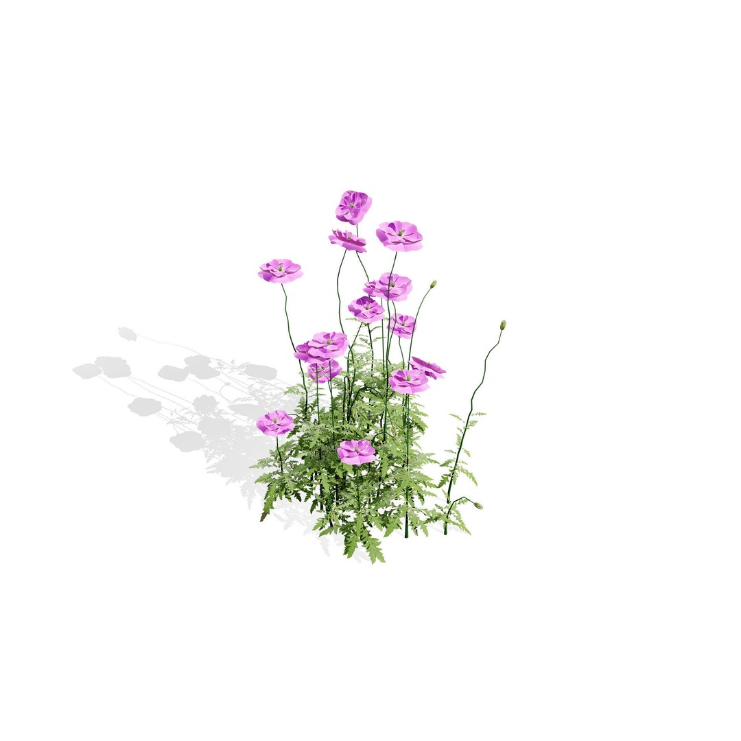 Flanders Poppy 3D Model – Low Poly Botanical Asset, FBX, PBR - View 3