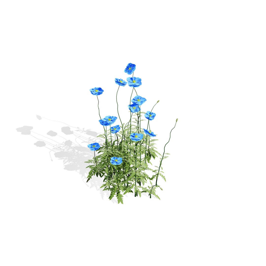 Flanders Poppy 3D Model – Low Poly Botanical Asset, FBX, PBR - View 4