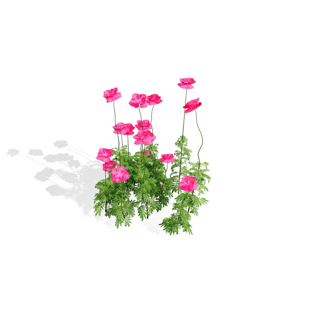 Flanders Poppy 3D Model – Low Poly Botanical Asset, FBX, PBR - View 5