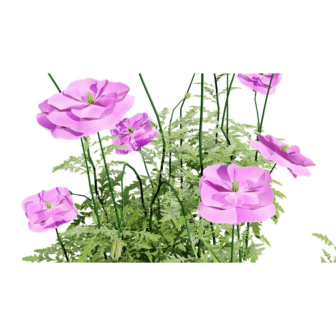 Flanders Poppy 3D Model – Low Poly Botanical Asset, FBX, PBR - View 6