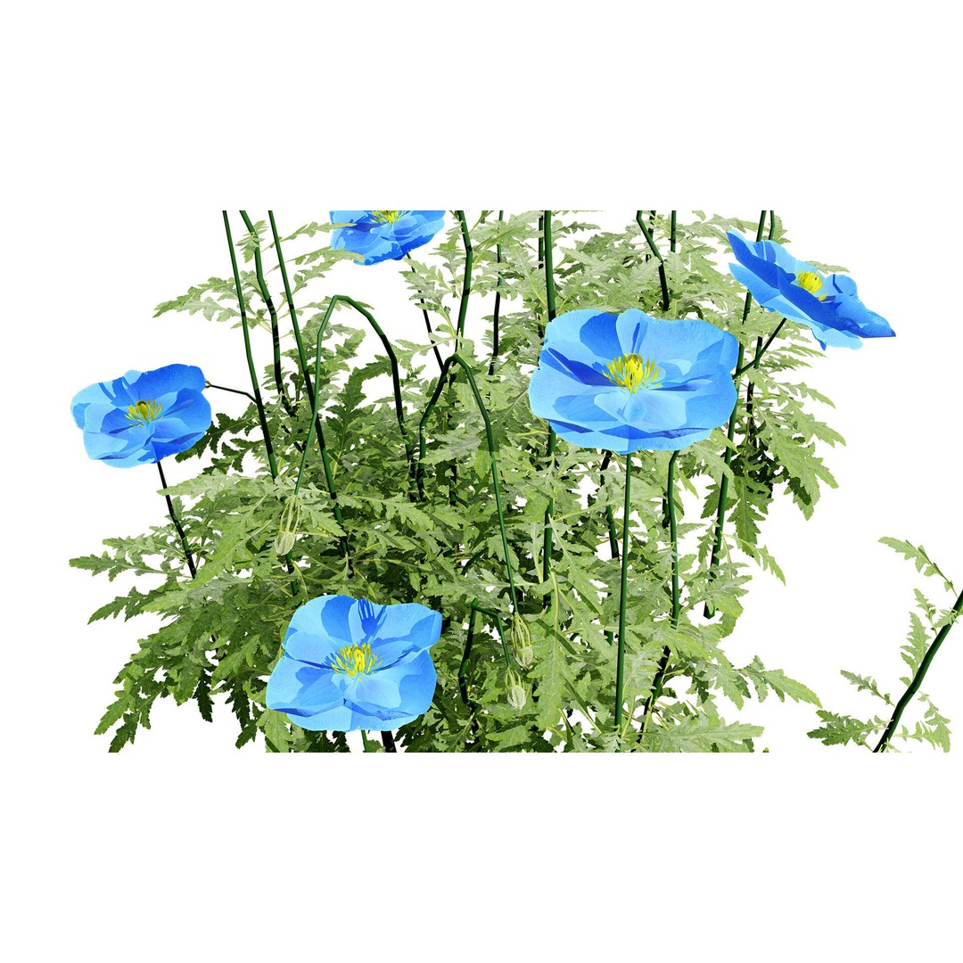 Flanders Poppy 3D Model – Low Poly Botanical Asset, FBX, PBR - View 7