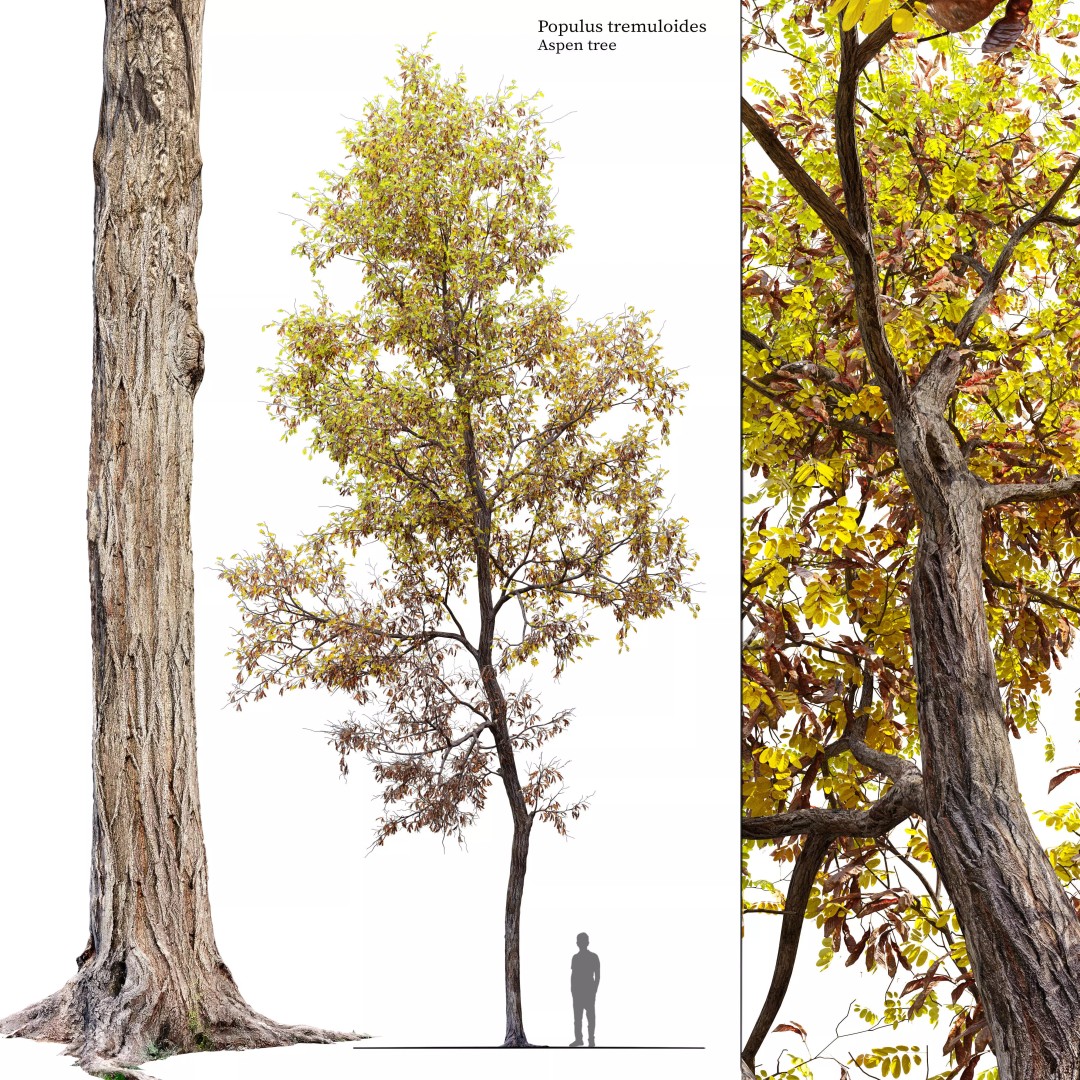 Autumn Locust Tree 3D Model – High Poly PBR Asset, FBX & OBJ - View 2